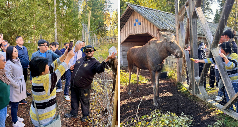 A two-panel image showing delegates on the Sweden Smart Manufacturing Study Tour experiencing a moose park cultural excursion, taking photos on smartphones while feeding a moose through a fence in an outdoor forest setting.