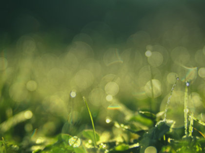 A close up of grass with water drops on it.