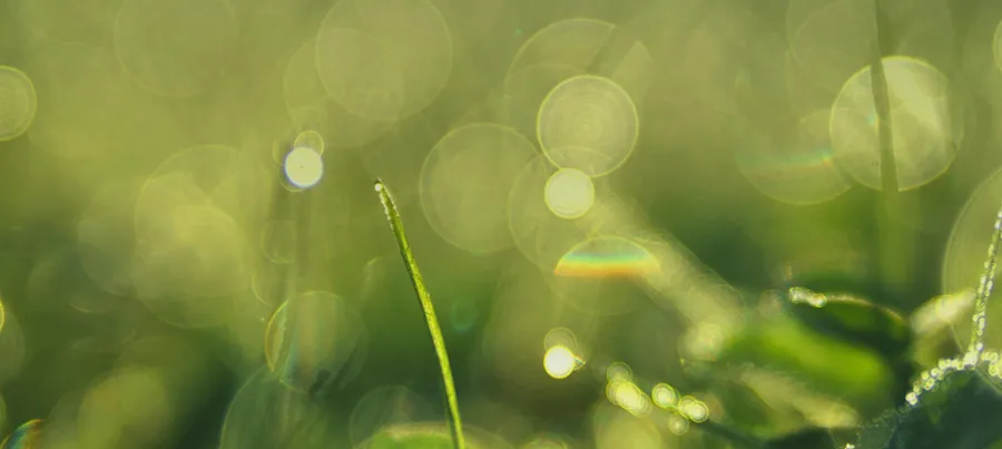 A close up of grass with water drops on it.