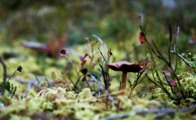 En närbild av en växt med mossa som växer på den.