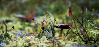 A close up of a plant with moss growing on it.