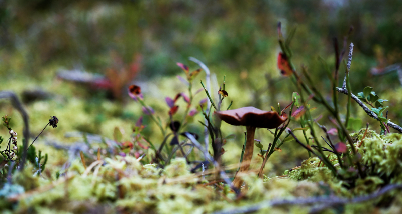 A close up of a plant with moss growing on it.