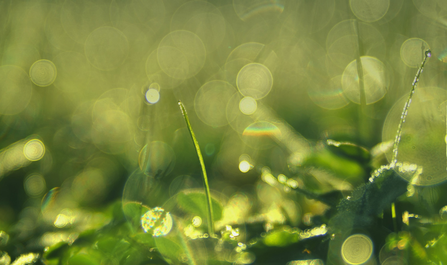 A close up of grass with water drops on it.