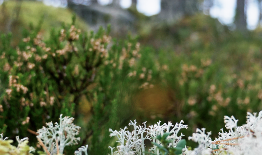 A close up of a patch of grass with trees in the background.