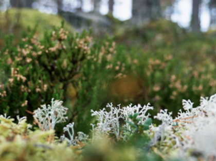 A close up of a patch of grass with trees in the background.