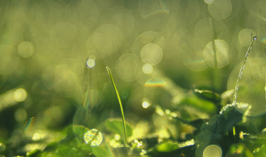 Calculate your carbon footprint with Sustainability by Monitor ERP system