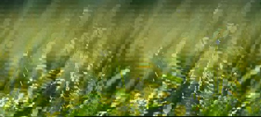 Calculate your carbon footprint with Sustainability by Monitor ERP system